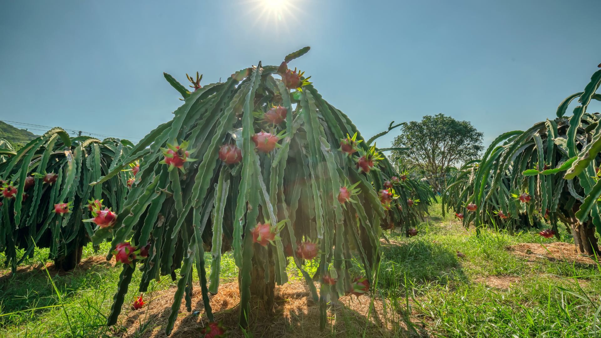 How to Protect Tropical Fruit Trees