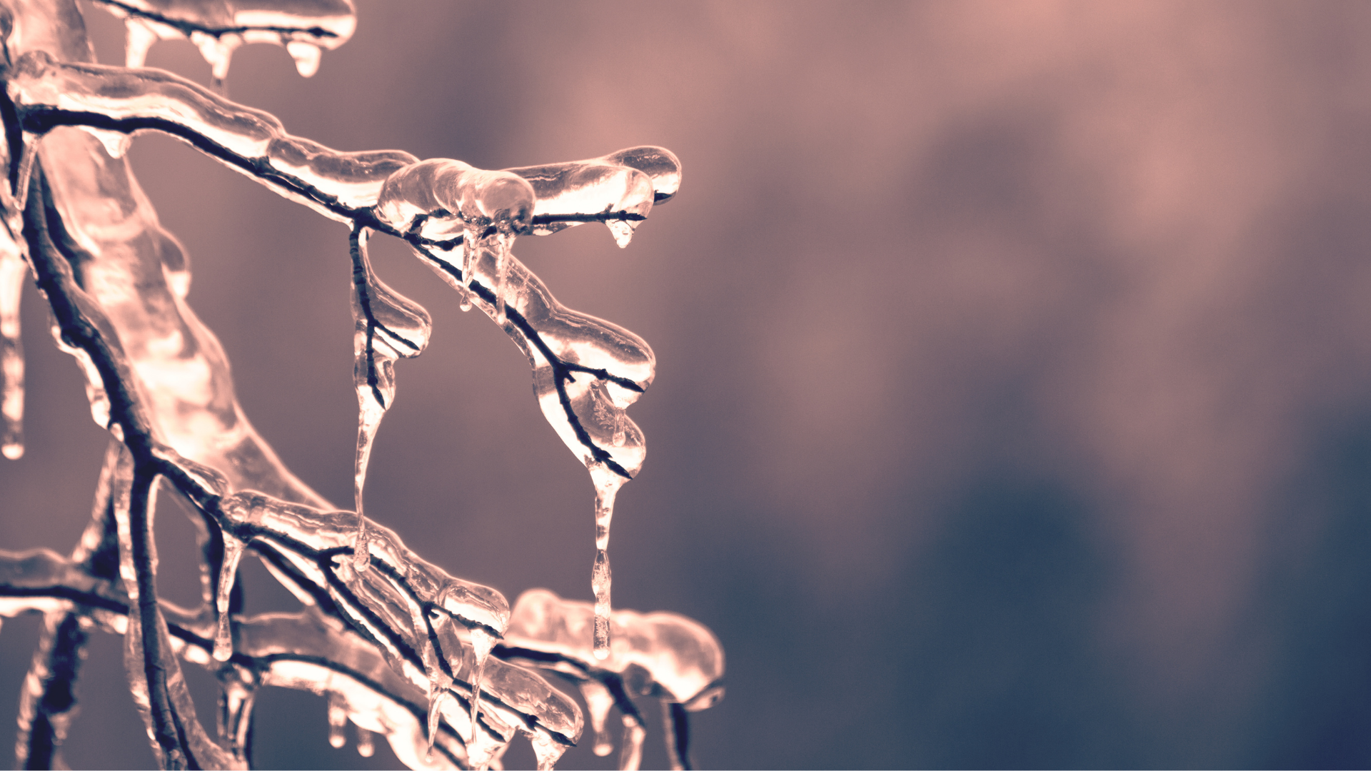 tree branches covered in ice